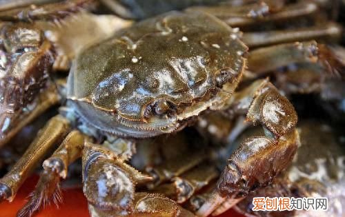 吃不完的螃蟹，放冰箱就错了，教你一招，螃蟹放30天照样新鲜