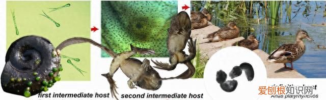 三条腿的青蛙找不到二条腿的人 三条腿的青蛙不好找