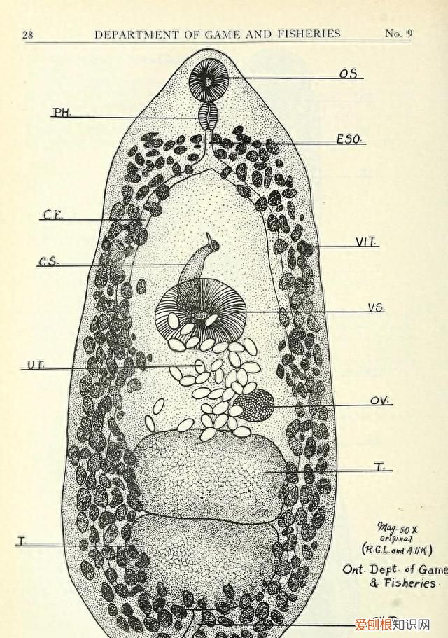 三条腿的青蛙找不到二条腿的人 三条腿的青蛙不好找