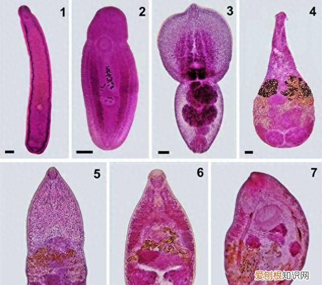 三条腿的青蛙找不到二条腿的人 三条腿的青蛙不好找