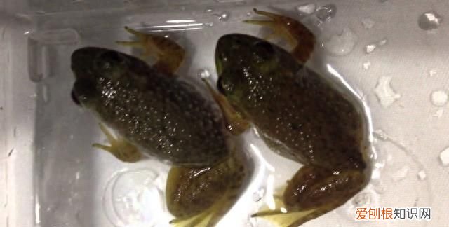 三条腿的青蛙找不到二条腿的人 三条腿的青蛙不好找