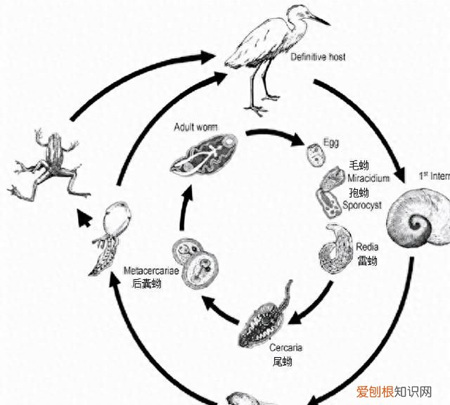 三条腿的青蛙找不到二条腿的人 三条腿的青蛙不好找
