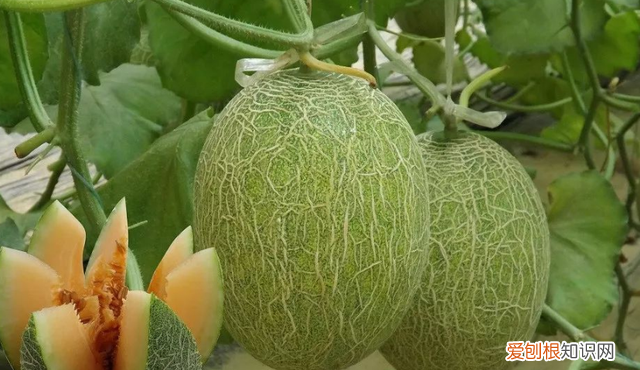 特色优质哈密瓜设施高效栽培技术
