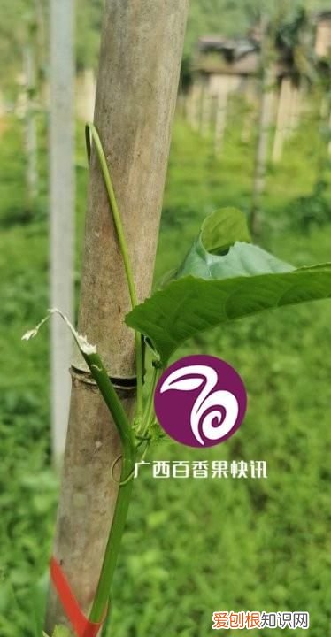 种百香果用什么方法才不会长虫呀