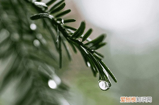 2023年谷雨天气一般多少度 谷雨气温增加还是降低