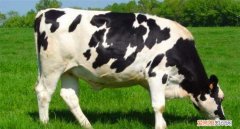奶牛分公母吗，奶牛分公母的区别