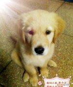 三个月的金毛有多大，金毛狗狗四个月有多大