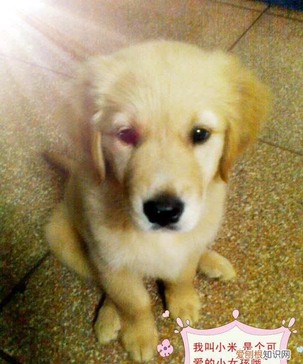 三个月的金毛有多大，金毛狗狗四个月有多大