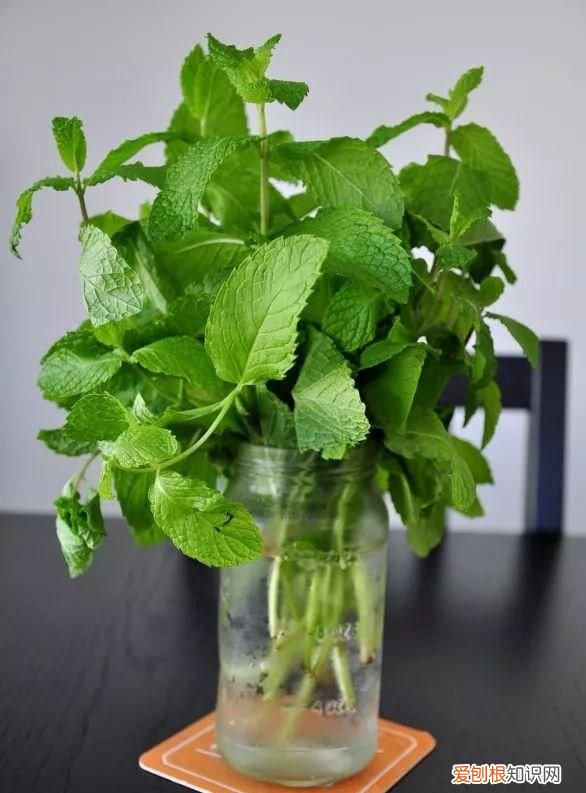 一勺洗衣粉消灭蟑螂