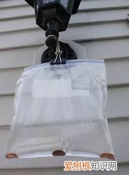 一勺洗衣粉消灭蟑螂