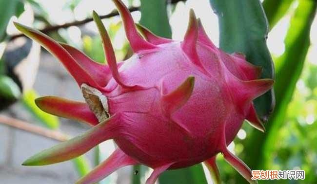 火龙果常温还是冷藏,火龙果是低温保存还是常温保存