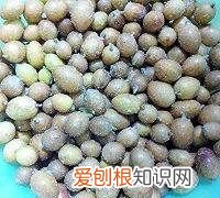 黄皮怎么吃，黄皮干怎么做好吃