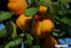 杏太酸怎么办，今天买了几个杏子很酸怎么回事