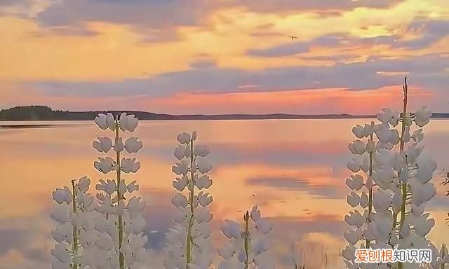 初见乍惊欢 久处亦怦然是什么意思