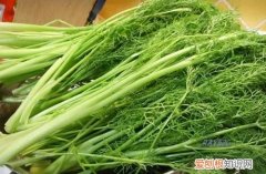 茴香苗和茴香一样，荤香和茴香是一样的东西吗