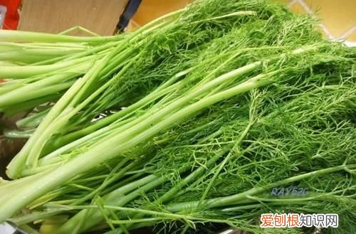 茴香苗和茴香一样，荤香和茴香是一样的东西吗