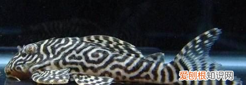 怎么阻止清道夫咬锦鲤，鱼缸里的鱼为什么老是死