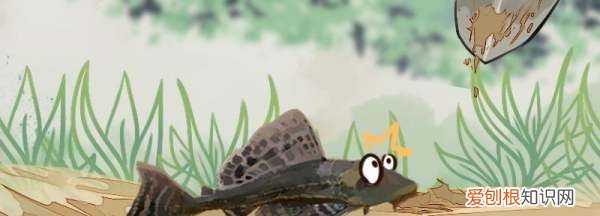 怎么阻止清道夫咬锦鲤，鱼缸里的鱼为什么老是死