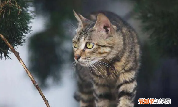 狸花猫特点，狸花猫的外貌描写作文