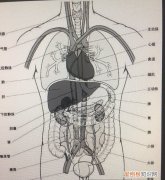 左下腹是什么部位，左下腹有什么器官,为什么会痛