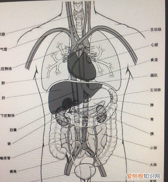 左下腹是什么部位,左下腹有什么器官,为什么会痛