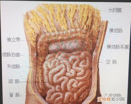 左下腹是什么部位,左下腹有什么器官,为什么会痛