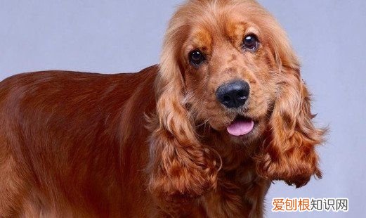 可卡犬掉毛严重，美国可卡犬掉毛吗