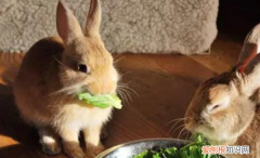 芹菜叶子可以喂兔子，兔子可以吃芹菜叶子吗