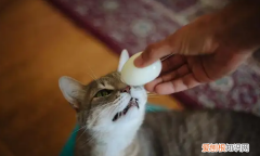 猫可以吃鸡蛋白