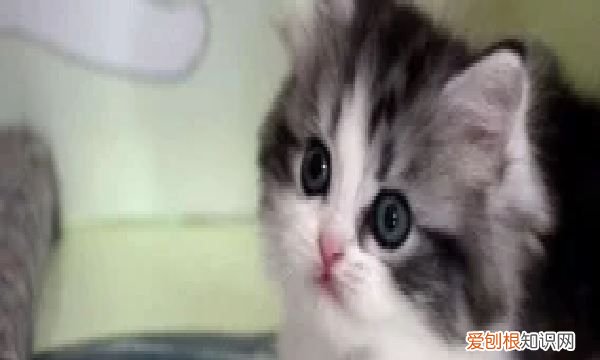 猫可以吃鸡蛋白