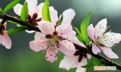 桃花有叶子，桃花开时为什么没叶子呢