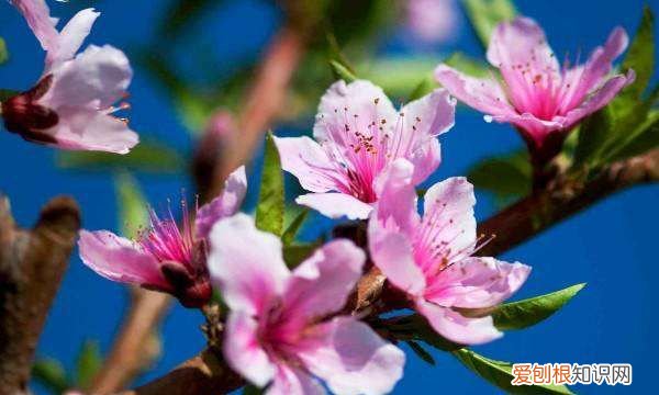 桃花有叶子，桃花开时为什么没叶子呢