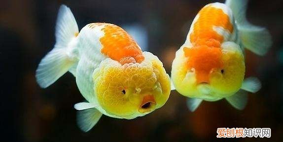 草缸可以养金鱼，草缸养鱼需要注意的事项有哪些呢