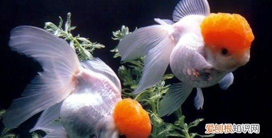 草缸可以养金鱼，草缸养鱼需要注意的事项有哪些呢