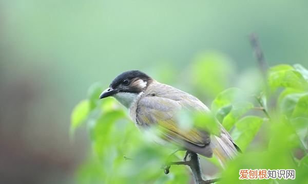 这是什么鸟，兮心鹎是什么