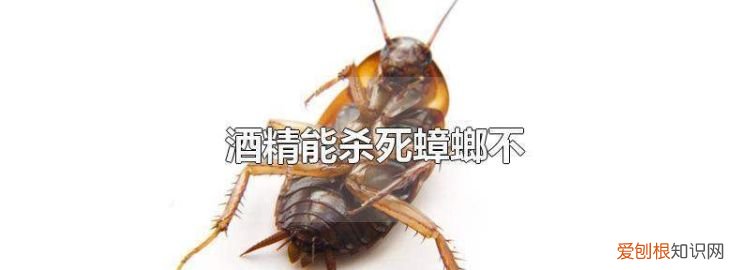 蟑螂怕酒精吗，杜比亚蟑螂粪便怎么清理