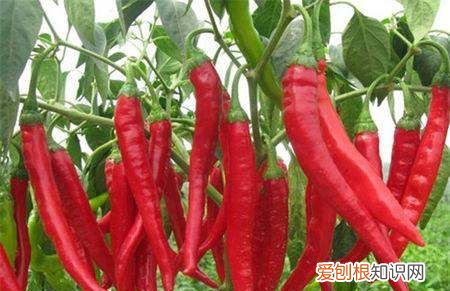 新鲜辣椒籽可以直接种,新鲜辣椒种子可以种吗