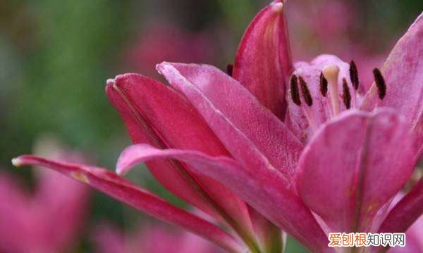 百合花的球根怎么保存，百合花的根今年挖出来明年种了还能不能活