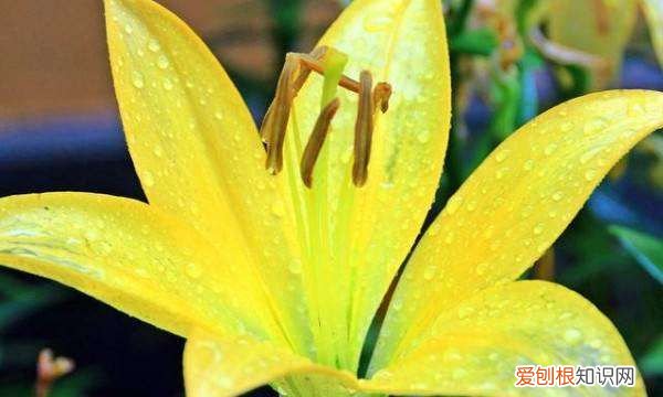 百合花的球根怎么保存，百合花的根今年挖出来明年种了还能不能活