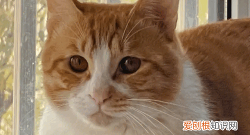 最便宜的宠物猫，什么宠物猫便宜好养