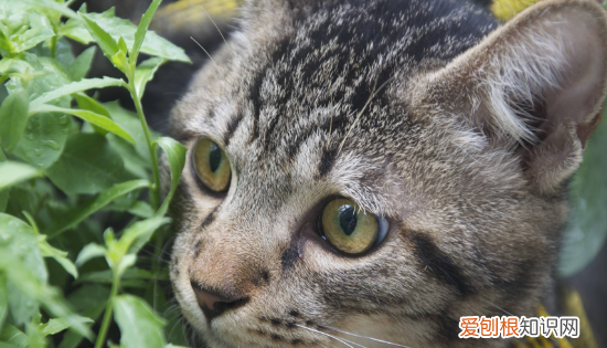 最便宜的宠物猫，什么宠物猫便宜好养