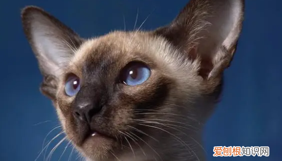 最便宜的宠物猫，什么宠物猫便宜好养