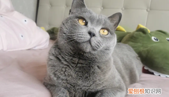 最便宜的宠物猫，什么宠物猫便宜好养