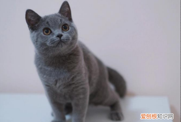 最便宜的宠物猫，什么宠物猫便宜好养