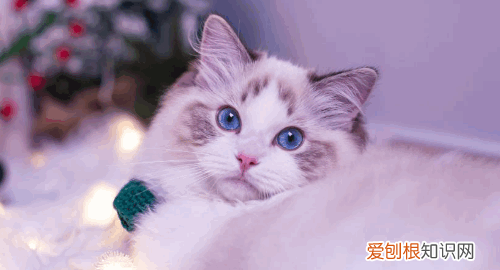 最便宜的宠物猫，什么宠物猫便宜好养