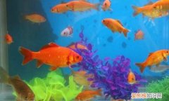 自来水可以养鱼，可以用自来水养鱼吗?