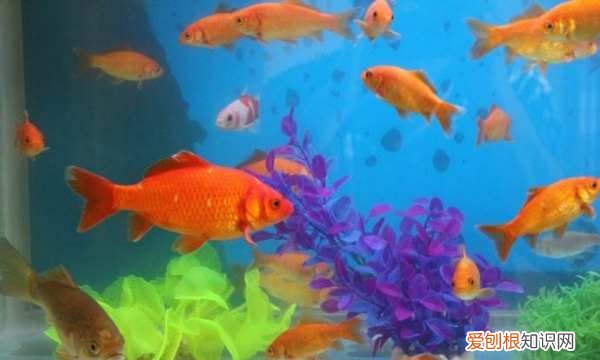 自来水可以养鱼，可以用自来水养鱼吗?