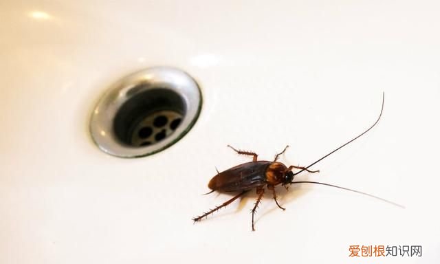 上海蟑螂防治妙招