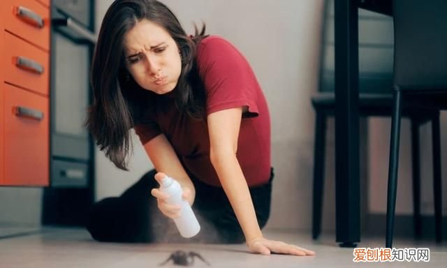 上海蟑螂防治妙招