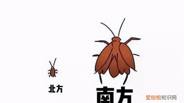 上海蟑螂防治妙招